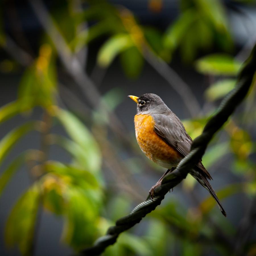 Birds of Oakland Photography