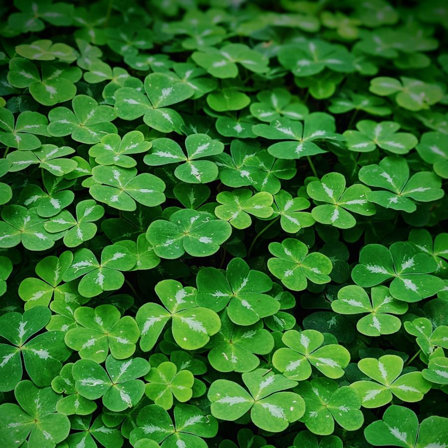 Clovers wallpaper